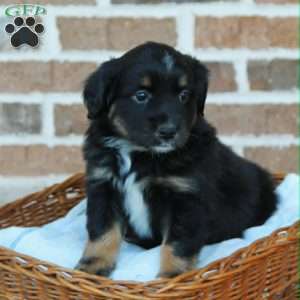 Becky, Miniature Australian Shepherd Puppy